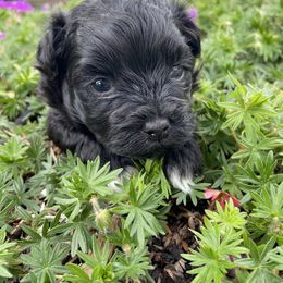 Mal-Shi Puppies from Kelli Hickman