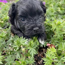 Mal-Shi Puppies from Kelli Hickman
