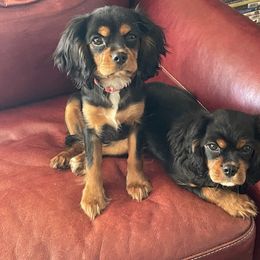 Cavalier King Charles Spaniel Puppies from Herrmann’s Royal Court of Cavalier King Charles Spaniel