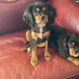 Cavalier King Charles Spaniel Puppies from Herrmann’s Royal Court of Cavalier King Charles Spaniel