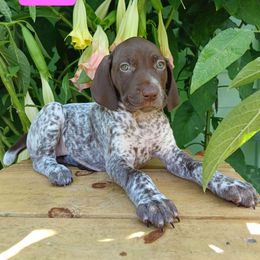 Dolly - Liver roan female German Shorthaired Pointer puppy in Elberta, Alabama from Old Orchard Farm