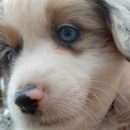 PURPLE COLLAR - Blue merle Miniature Australian Shepherd puppy in Omak, Washington from Willow Flats Kennels