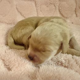 Bailey - Golden female Golden Retriever puppy in Seville, Ohio from Retriever Ranch