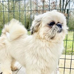 Heidi - Shih Tzu