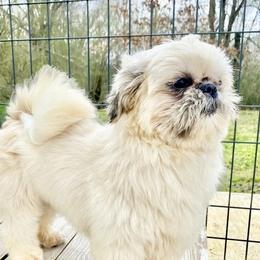 Heidi - Shih Tzu