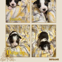 Dancer - Black tri female Toy Australian Shepherd puppy in Menan, Idaho from Teton Toy Aussies