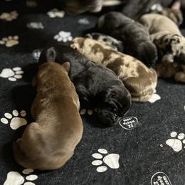 Great Dane Puppies from Sand Mountain Danes LLC