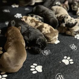 Great Dane Puppies from Sand Mountain Danes LLC