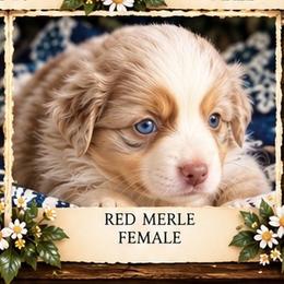 Selene - Red merle female Miniature American Shepherd puppy in Plant City, Florida from Osborne & Stormborn FL Kennels
