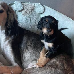 Taupe Boy - Black and tan male Saluki puppy in Los Angeles, California from Srinagar Salukis