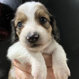 Ika Chu Boy 2 - Cream male Dachshund puppy in Bigfork, Minnesota from Dachshunds Up North