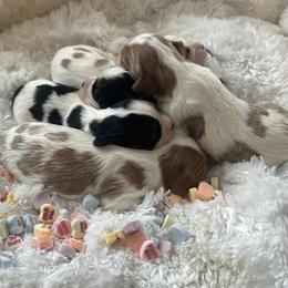 Cavalier King Charles Spaniel puppies from Cavy Love