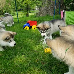 Alaskan Malamute Puppies from Delphi Alaskan Malamutes