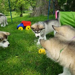 Alaskan Malamute Puppies from Delphi Alaskan Malamutes