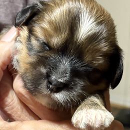 Fletcher - Brindle male Lhasa Apso puppy in Fort Worth, Texas from Cynthia's Lhasa Apsos
