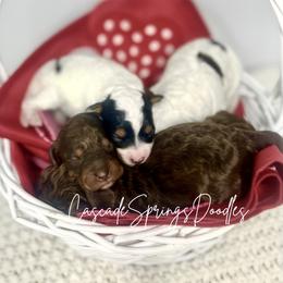 Cavapoo puppies from Cascade Springs Doodles