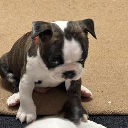 Boy 1 - Brindle and white male Boston Terrier puppy in Alabama from Southern Bulldogs