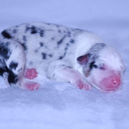 Elsa - Blue merle female Australian Shepherd puppy in Easton, Missouri from MMA Kennel