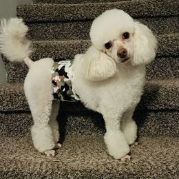 Spencer - Poodle