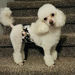 Spencer - Poodle