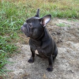Elizabeth - Blue female French Bulldog puppy in Blountstown, Florida from Fairytale French Bulldogs of Florida