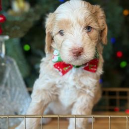 Gilbert - Yellow and white male Bernedoodle puppy in Yuciapa, California from AlltheDoodlez_