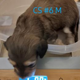 Dachshund Puppies from CLARK'S BREEDING PROGRAM