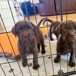 Boy 4 - Chocolate male Labrador Retriever puppy in Ranchita, California from Pacific Crest Labradors