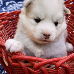 Pomsky and Siberian Husky Puppies from Cold Mountain Kennel