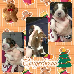 Gingerbread - Liver white and roan male English Springer Spaniel puppy in Westover, Maryland from Sterling's springer Haven