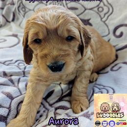 Aurora - Apricot female Goldendoodle puppy in Santa Cruz, California from Lu Doodles