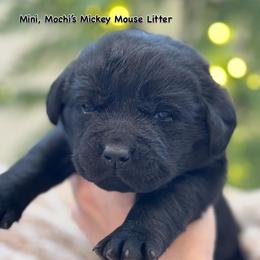 Mini - Black female Labrador Retriever puppy in Owosso, Michigan from Bennington Retrievers