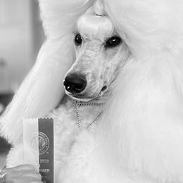 Gracie  - Poodle