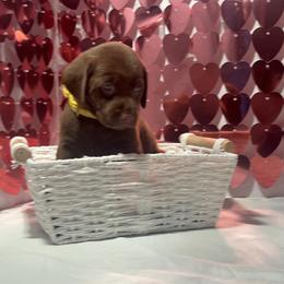 AKC Drake - Chocolate female Labrador Retriever puppy in Elgin, South Carolina from Silver Bells Paw Prints