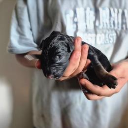Grey collar - Black and red female German Shepherd puppy in Eugene, Oregon from Vom Osuna K9s