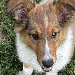 Shetland Sheepdogs from Jensen Farms Shelties