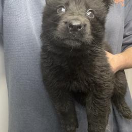 Vixen (purple collar) - Black female German Shepherd puppy in Canterbury, Connecticut from Nachtwaechter German Shepherds, LLC