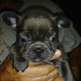 French Bulldogs from Claire Fowler's French Bulldogs