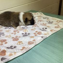 Girl 1 - Sable female Pembroke Welsh Corgi puppy in Narvon, Pennsylvania from Corgi Companions