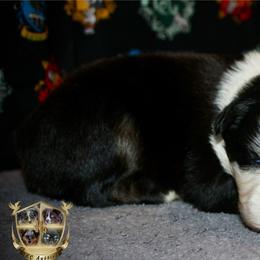 Dill - Black tri-color male Australian Shepherd puppy in El Dorado Springs, Missouri from HP Aussie Kennels