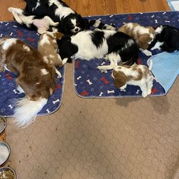 Black Russian Terrier and Cavalier King Charles Spaniel Puppies from Ocean Gem & Guardian Bears