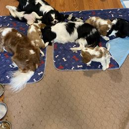 Black Russian Terrier and Cavalier King Charles Spaniel Puppies from Ocean Gem & Guardian Bears