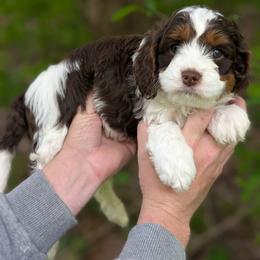 Curly - Tri-color male Cavapoo puppy in Coshocton, Ohio from Forever Family Puppies