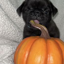 Pug Puppies from Pug Happy