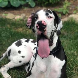French Bulldogs and Great Danes from Pink Star Danes and French Bulldogs