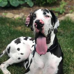 French Bulldogs and Great Danes from Pink Star Danes and French Bulldogs