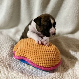 American Staffordshire Terrier Puppies from Tradewind American Staffordshire Terriers