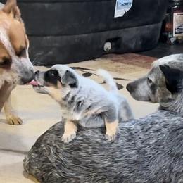 Australian Cattle Dog Puppies from Adcock Ranch Cattle Dogs