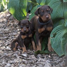Doberman Pinscher Puppies from Laurel Vail