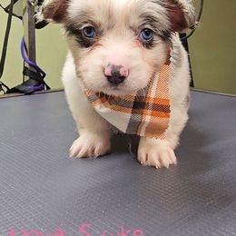 Skittles - Blue merle and white female American Corgi puppy in Mansfield, Ohio from Moonrise corgis
